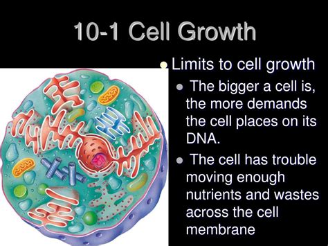 cell growth  division powerpoint