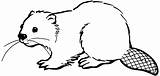 Biber Beaver Coloring Beavers Ausdrucken sketch template