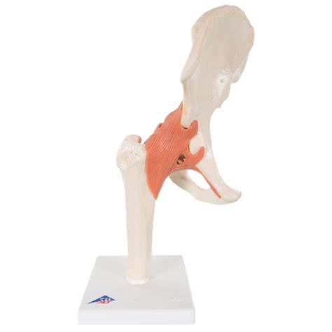 Anatomical Models To Learn About Deluxe Hip Joint