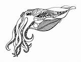 Cuttlefish Drawing Ink Clipart Tattoo Designs sketch template
