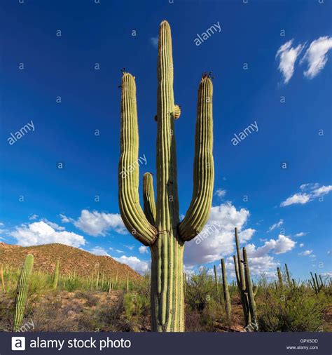 image result  images  mexican sitting sleeping leaning  cactus
