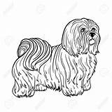 Maltese Drawing Cross Terrier Getdrawings Gonnafly sketch template