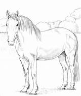 Coloring Pages Irish Horse Draught Printable Supercoloring Visit Animals Horses Colouring Drawings Drawing sketch template