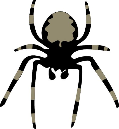 spider insect arachnoid animal nature fear horror  image