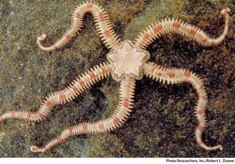 brittle star brittle star life   sea ocean animals