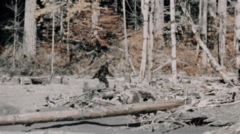 convincing bigfoot sightings