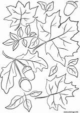 Automne Coloriage Imprimer Feuilles Coloriages Dessin Acorns Foglie Autunno Colorat Maternelle Frunze Ghinde Stampare Tegninger Ghiande Colorier Desene Carnet Emma sketch template