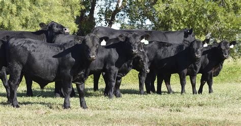 the use of sex sorted semen in the australian beef industry angus
