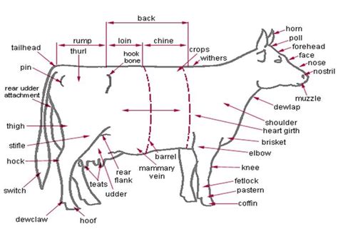 diagram   body  parts     labels   side