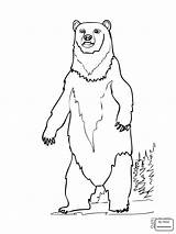 Grizzly Bear Step Drawing Getdrawings Kids Pages Alaskan sketch template