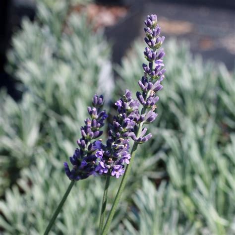 lavandula intermedia sensational lavender  sandys plants