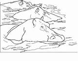 Hippo Coloring Pages Coloringpages1001 sketch template