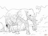 Coloring Pages Elephant African Skip Main sketch template