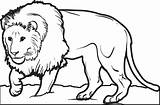 Lions Disegnare Leone Leoni Cub Colorings Getcolorings Gaddynippercrayons sketch template