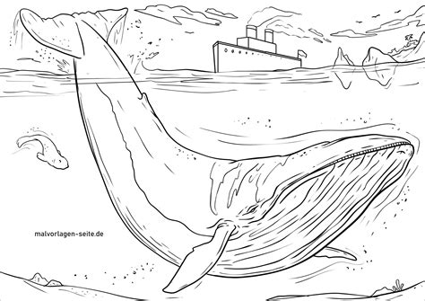 whale coloring pages coloringbay