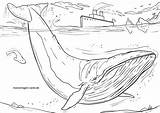 Blauwal Malvorlage Wale Ausmalbilder Ausmalbild Tiere Coloringbay sketch template