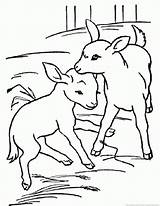 Goat Coloring Pages Couple Part sketch template