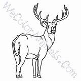 Coloring Deer Whitetail Pages Click sketch template