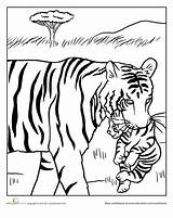 Cub Ausmalen Zeichnungen Malerei Galery Erwachsene Visit Tigerbabys sketch template