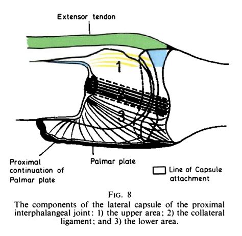 figure    proximal interphalangeal joint anatomy