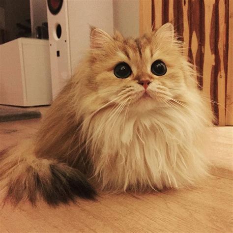Meet Smoothie The World’s Most Photogenic Cat Bored Panda