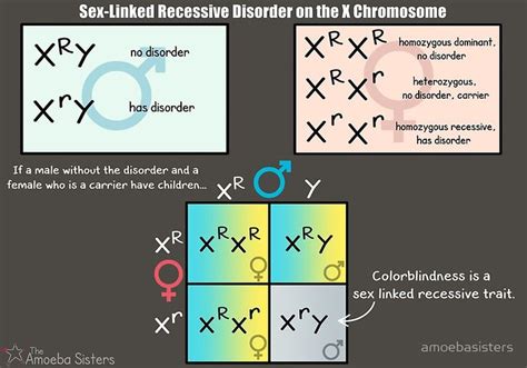 sex linked recessive disorder on the x chromosome classroom poster by the amoeba sisters