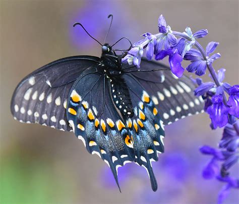 butterflyswallowtail butterfly pictures images