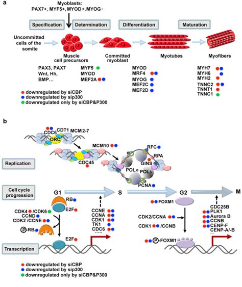 cbp  p regulate distinct gene networks required  human primary myoblast differentiation