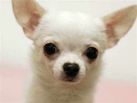 chihuahua dog pictures cute pet dog wallpapers gallery