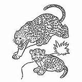 Leopard Felinos sketch template