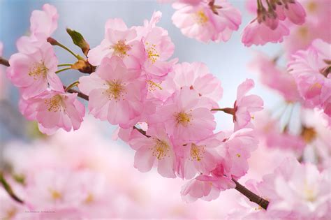 cherry blossoms wallpaper hd wallpapers  pc mac