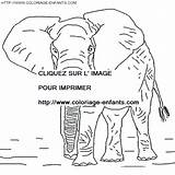 Coloring Elephants Pages Book sketch template