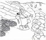 Coloring Parable Sower Pages Seed Soil El Sembrador Para Scattering La Into Bible Printable Sketch Places Color Rock Que Kids sketch template