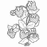 Strawberry Coloring Plant Pages Getcolorings Getdrawings sketch template