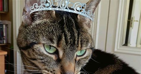 Athena Cat Goddess Wise Kitty Wordless Wednesday Tiaraday