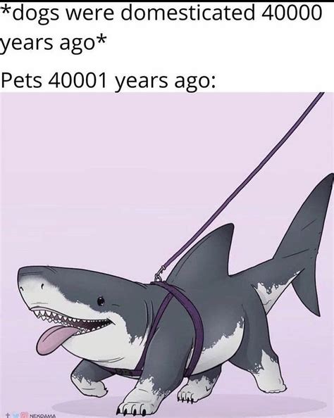 the best shark memes memedroid