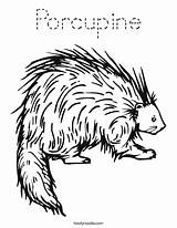Coloring Porcupine Favorites Login Add sketch template
