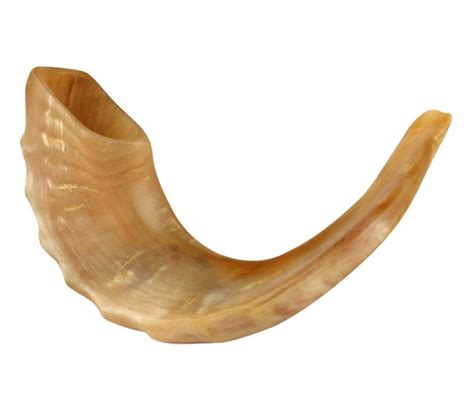 medium rams horn shofar polished ajudaicacom
