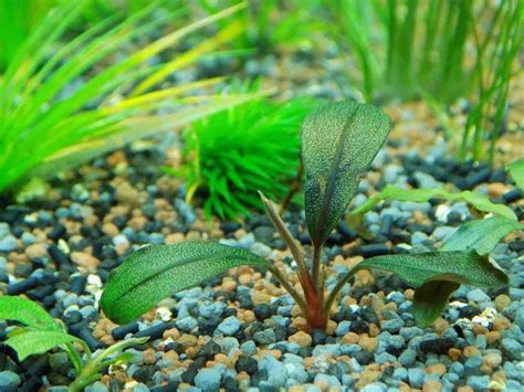 floating aquarium plants buddytwist