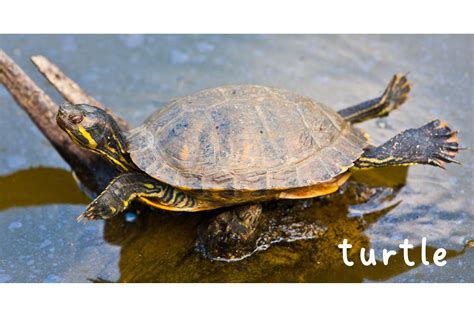 turtle coloring page  fun fact  printable   art kit