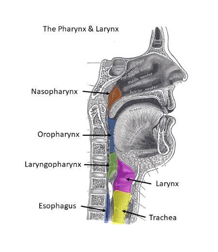 connects  laryngopharynx   trachea homeworkstudycom