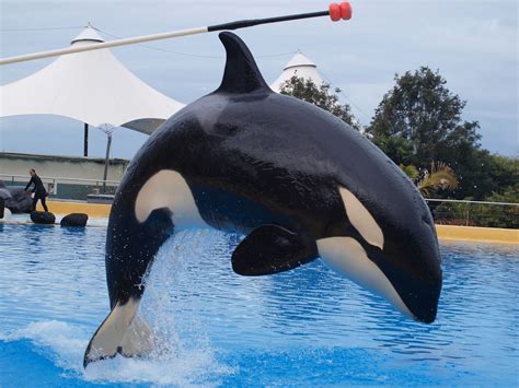 nach skyla  ula wieder stirbt ein orca im loro parque whale  dolphin conservation
