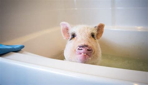 mini pig oscar hates water  bath struggle life   mini pig