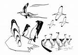 Sea Bird Birds Coloring Drawing Flying Clipart Clip Many Vector Different Scene Scenes Large Designlooter Gull Vectors Carnivoran Galliformes Outline sketch template