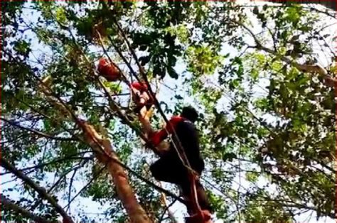 tim bksda evakuasi orangutan  kebun karet  kotawaringin