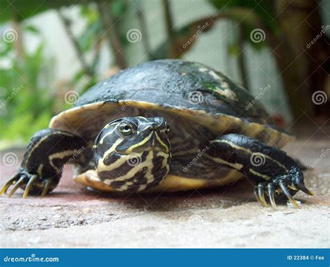 schildpad stock afbeeldingen afbeelding