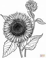 Sunflower Coloring Clipart Pages Sheets Library sketch template