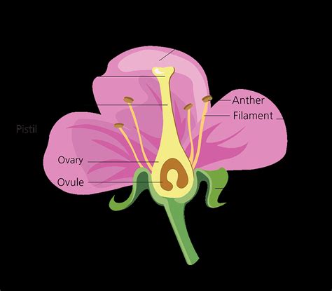 parts   flower   functions  diagram treescom
