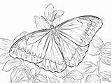 Butterfly Coloring Morpho Peleides Coloringbay sketch template