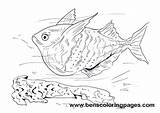 Fish Coloring Hatchet Hatchetfish sketch template